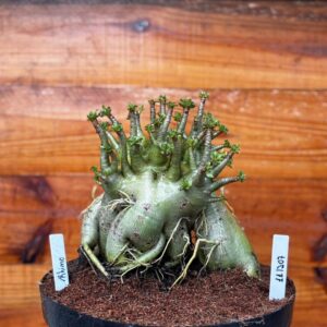 1112 07 Arabicum Rhino - Adulta