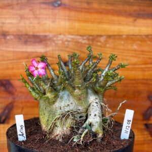 1112 08 Arabicum Atlas - Adulta