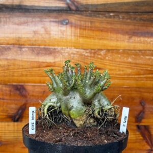 1112 09 Arabicum king Kong - Adulta