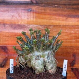 1112 10 Arabicum Rubicon - Adulta