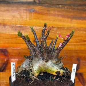 1112 11 Arabicum Black- Adulta