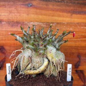 1112 12 Arabicum Bardok- Adulta