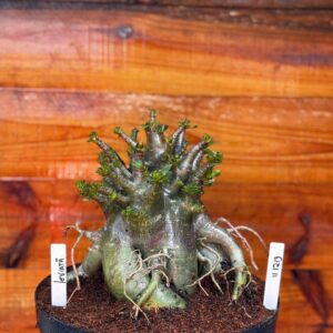 1112 13 Arabicum Leviatã - Adulta