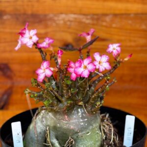 1112 17 Arabicum Hulk Black - Adulta