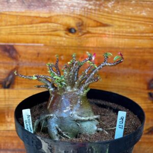 1112 20 Arabicum Black - Adulta