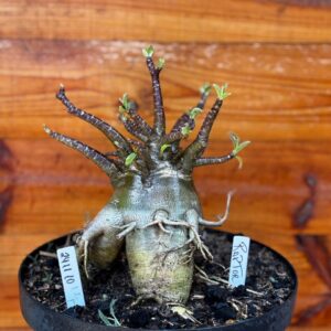 1112 10 Arabicum Raptor - Adulta