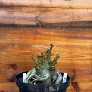 1112 24 Arabicum Hulk - Adulta