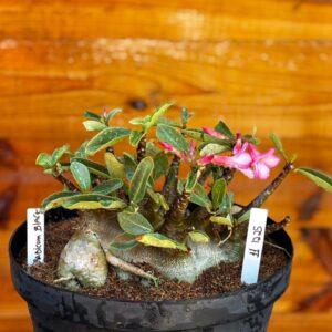 1112 25 Arabicum black - Adulta