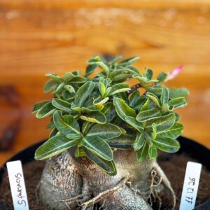 1112 26 Arabicum Spartacus - Adulta