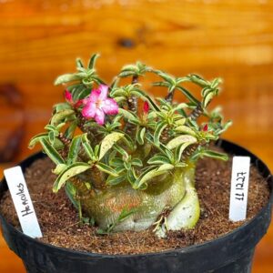 1112 27 Arabicum Hércules - Adulta