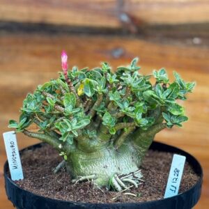 1112 28 Arabicum Minotauro - Adulta