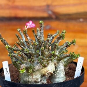 1112 30 Arabicum Dwaf Avaria - Adulta