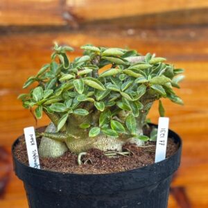 1112 31 Arabicum Genghins Khan - Adulta