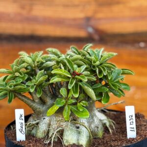 1112 32 Arabicum Godji Dk - Adulta