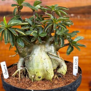 1112 33 Arabicum Poseidon Tigrada - Adulta