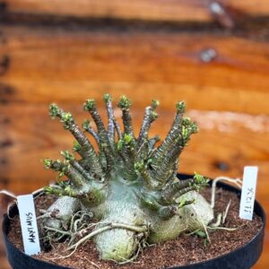 1112 36 Arabicum Maximus - Adulta