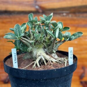 1112 37 Arabicum Kraken - Adulta