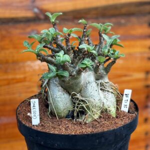 1112 38 Arabicum Darckseid - Adulta