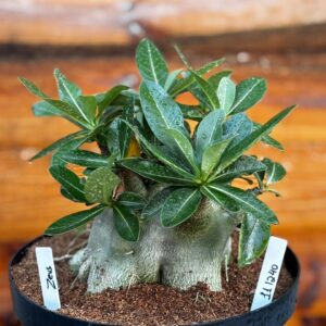 1112 40 Arabicum Zeus Avaria - Adulta