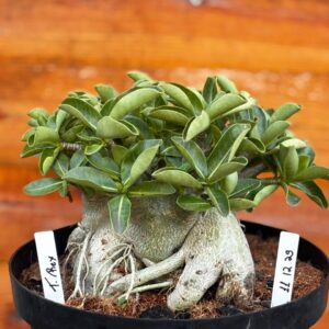 1112 29 Arabicum T Rex - Adulta