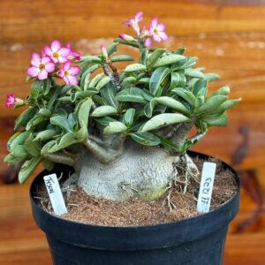 1112 23 Arabicum Tyson - Adulta