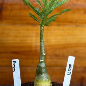 1212 08 Rosa Do Deserto Blossom