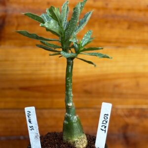 1212 03 Rosa Do Deserto Canan 15