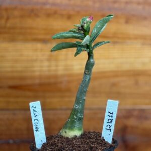 1212 11 Rosa Do Deserto Július Caesar