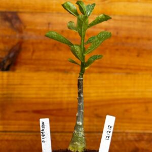 1212 12 Rosa Do Deserto Mirabilis