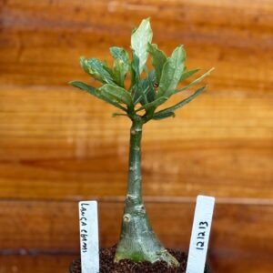 1212 13 Rosa Do Deserto Lança Chamas