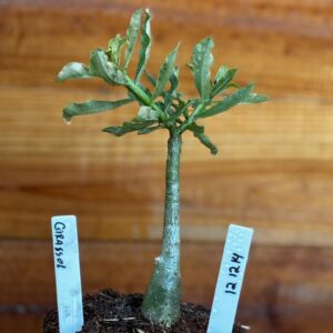 1212 14 Rosa Do Deserto Girassol