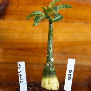 1212 15 Rosa Do Deserto Mei Xiang II