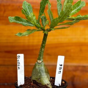 1212 16 Rosa Do Deserto Blosson