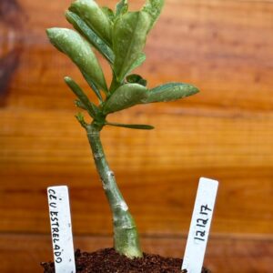 1212 17 Rosa Do Deserto Céu Estrelado