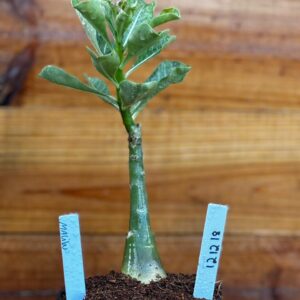 1212 18 Rosa Do Deserto Malibu