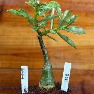 1212 19 Rosa Do Deserto Girassol