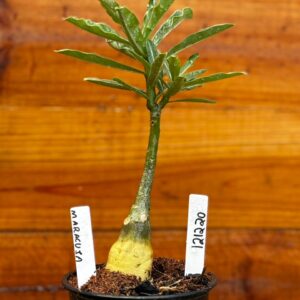 1212 20 Rosa Do Deserto Maracujá