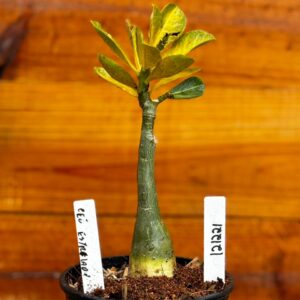 1212 21 Rosa Do Deserto Céu Estrelado 2