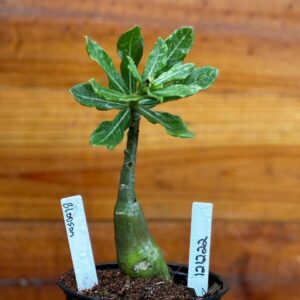 1212 22 Rosa Do Deserto Blosson