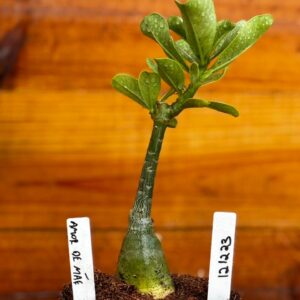 1212 23 Rosa Do Deserto Amor de Mae