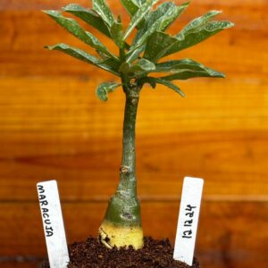 1212 24 Rosa Do Deserto Maracujá