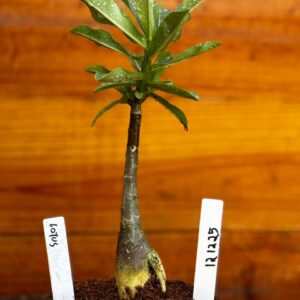 1212 25 Rosa Do Deserto Lotus