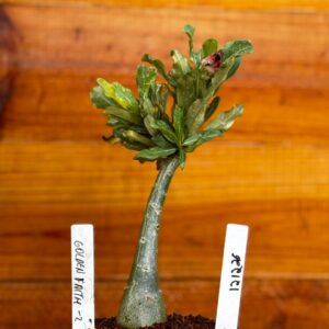 1212 26 Rosa Do Deserto Golden Faith 2