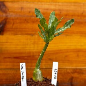 1212 27 Rosa Do Deserto Star Clouster II