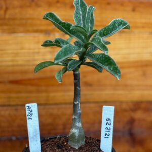 1212 29 Rosa Do Deserto Apple