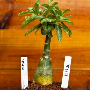 1212 30 Rosa Do Deserto Saturno