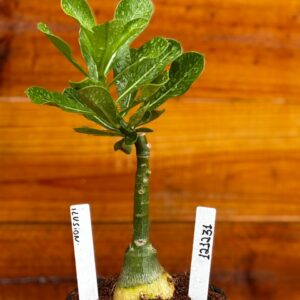 1212 31 Rosa Do Deserto Ilusion