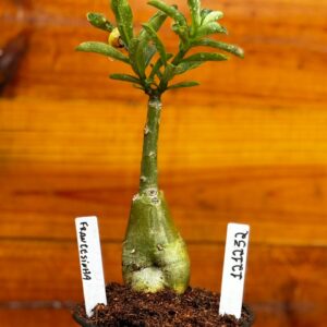 1212 32 Rosa Do Deserto Francesinha