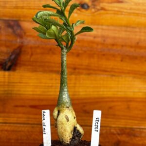 1212 33 Rosa Do Deserto Amor de Mae