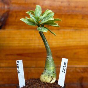 1212 34 Rosa Do Deserto Van Helsing